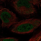 Immunofluorescent staining of human cell line HeLa shows localization to nucleoplasm, cytosol & cytokinetic bridge.