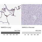 Anti-MARCO Antibody