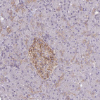 Immunohistochemical staining of human pancreas shows strong membranous positivity in islets of Langerhans.
