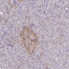 Immunohistochemical staining of human pancreas shows strong membranous positivity in islets of Langerhans.