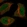 Anti-C5orf51 Antibody