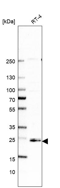 Anti-ARL15 Antibody