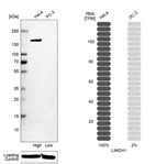 Western blot analysis in human cell line HeLa and human cell line PC-3.