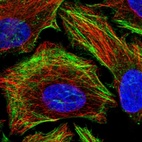 Immunofluorescent staining of human cell line HeLa shows localization to actin filaments.