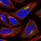 Anti-GPR108 Antibody