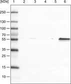 Lane 1: Marker [kDa]_br/_Lane 2: Human cell line HeLa cytoplasmic fraction_br/_Lane 3: Human cell line HeLa membrane fraction_br/_Lane 4: Human cell line HeLa nuclear fraction_br/_Lane 5: Human cell line HeLa chromatin fraction_br/_Lane 6: Human cell line HeLa cytoskeletal fraction