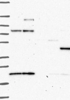 Anti-PRKAR2B Antibody