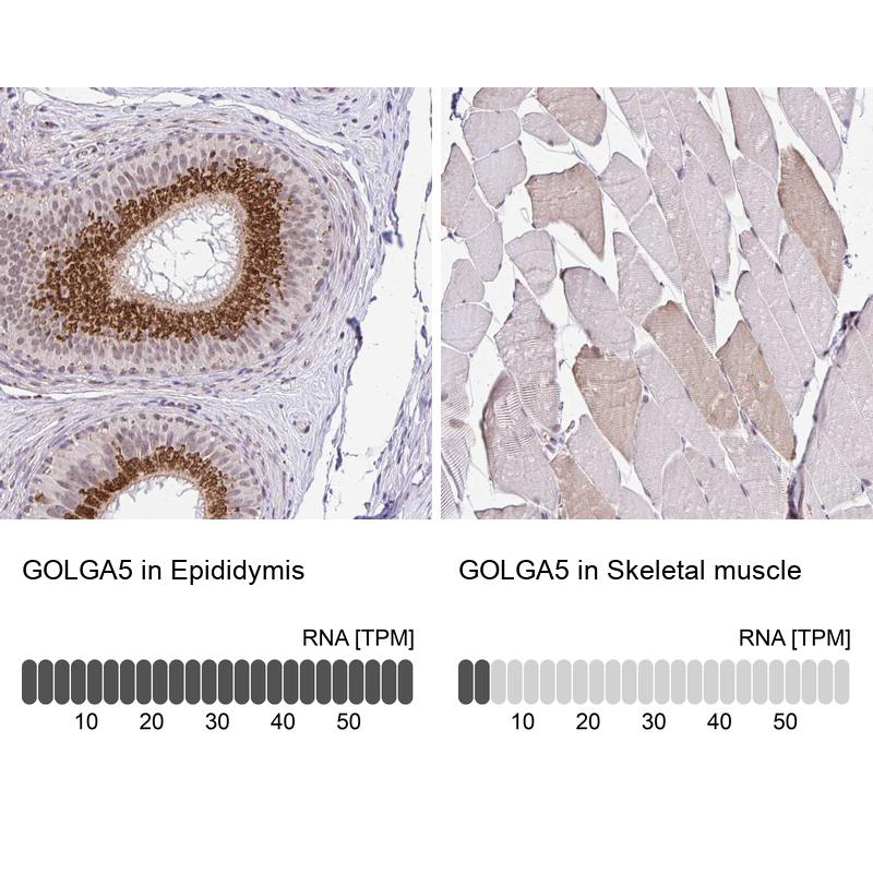 Anti-GOLGA5 Antibody