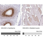 Anti-GOLGA5 Antibody