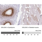 Anti-GOLGA5 Antibody