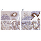 Immunohistochemical staining of human cerebellum, epididymis, stomach and testis using Anti-GOLGA5 antibody HPA063876 (A) shows similar protein distribution across tissues to independent antibody HPA000992 (B).