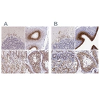 Immunohistochemical staining of human cerebellum, epididymis, stomach and testis using Anti-GOLGA5 antibody HPA063876 (A) shows similar protein distribution across tissues to independent antibody HPA000992 (B).