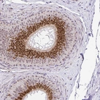 Immunohistochemical staining of human epididymis shows strong positivity in Golgi apparatus in glandular cells.