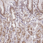 Anti-GOLGA5 Antibody