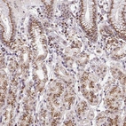 Immunohistochemical staining of human stomach shows moderate to strong granular cytoplasmic positivity in glandular cells.