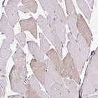 Immunohistochemical staining of human skeletal muscle shows very weak positivity in myocytes as expected.