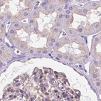 Immunohistochemical staining of human kidney using Anti-MPP5 antibody HPA063890.