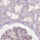 Immunohistochemical staining of human kidney using Anti-MPP5 antibody HPA063890.