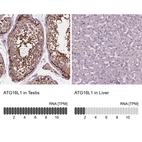 Anti-ATG16L1 Antibody