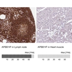 Anti-APBB1IP Antibody