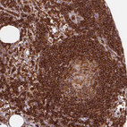 Immunohistochemical staining of human lymph node shows very strong cytoplasmic positivity in germinal center cells.