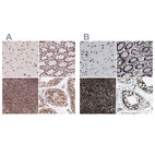 Anti-ZNF207 Antibody