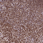 Immunohistochemical staining of human lymph node shows strong nuclear positivity in non-germinal center cells.