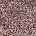 Immunohistochemical staining of human lymph node shows strong nuclear positivity in non-germinal center cells.