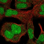 Immunofluorescent staining of human cell line HEK 293 shows localization to nucleus.