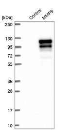 Western blot analysis in control (vector only transfected HEK293T lysate) and MMP9 over-expression lysate (Co-expressed with a C-terminal myc-DDK tag (~3.1 kDa) in mammalian HEK293T cells, LY401553).
