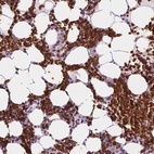 Anti-SLC4A1 Antibody