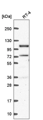 Anti-PPP4R3A Antibody