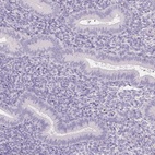 Immunohistochemical staining of human endometrium shows low expression as expected.