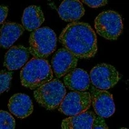 Anti-CLECL1 Antibody