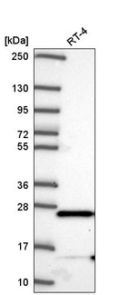 Anti-MAIP1 Antibody