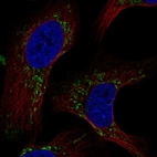 Immunofluorescent staining of human cell line U-2 OS shows localization to mitochondria.