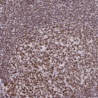 Anti-TRIM28 Antibody