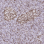 Immunohistochemical staining of human pancreas shows strong nuclear positivity in endocrine glandular cells and exocrine glandular cells.