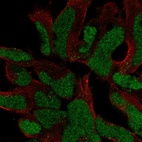 Anti-SOX21 Antibody