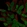 Anti-SOX21 Antibody