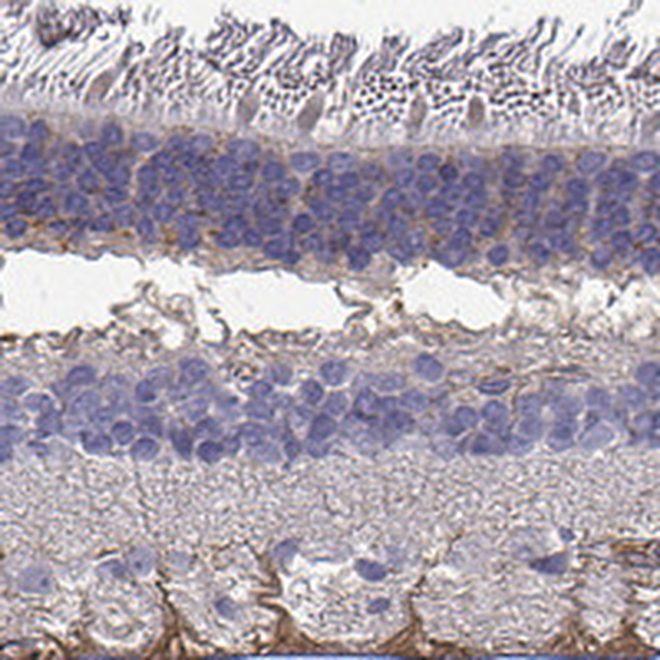 Anti-SEMA4F Antibody