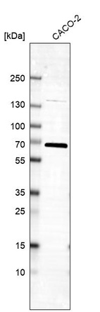 Western blot analysis in human cell line CACO-2.