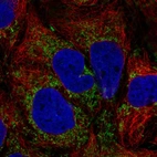 Immunofluorescent staining of human cell line CACO-2 shows localization to mitochondria.
