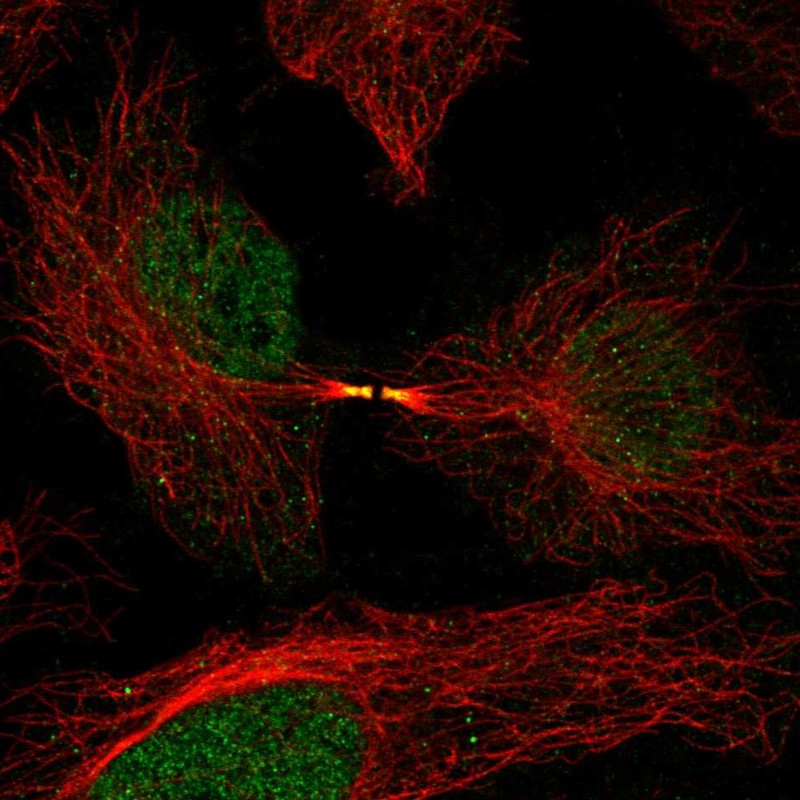 Anti-FAM50B Antibody