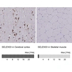 Anti-SELENOI Antibody