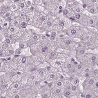Immunohistochemical staining of human liver using Anti-BHLHE22 antibody HPA064128.