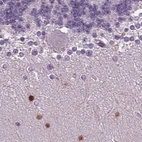 Immunohistochemical staining of human cerebellum using Anti-BHLHE22 antibody HPA064128.
