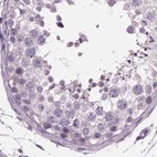 Immunohistochemical staining of human testis using Anti-BHLHE22 antibody HPA064128.