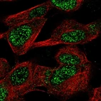 Immunofluorescent staining of human cell line SH-SY5Y shows localization to nucleoplasm.