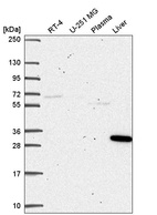 Anti-SQSTM1 Antibody